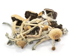 Amazonian Cubensis Mushrooms