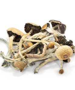 Amazonian Cubensis Mushrooms