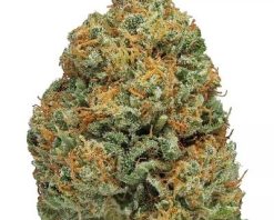 Blueberry Muffin Strain