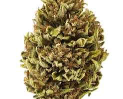 Blues Brothers Strain