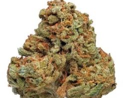 Cinderella 99 strain