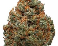 Durban Poison Strain