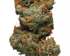 Grapefruit strain