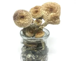 B+ Cubensis Mushrooms