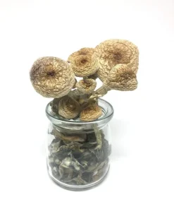 B+ Cubensis Mushrooms
