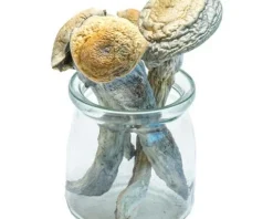 Buy Penis Envy uncut magic mushrooms