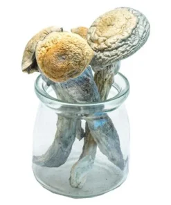 Buy Penis Envy uncut magic mushrooms