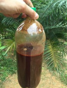 AYAHUASCA TEA FOR SALE