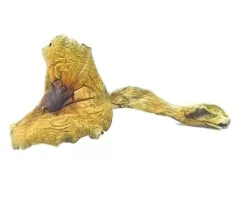 Brazilian Cubensis Magic Mushrooms