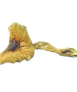 Brazilian Cubensis Magic Mushrooms