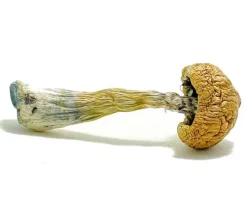 Puerto Rican Magic Mushrooms