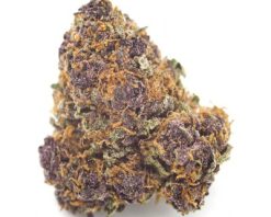purple kush