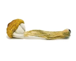 Treasure Coast Mushroom