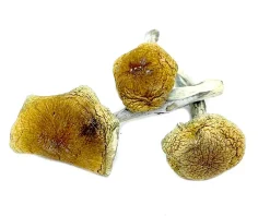 Buy Vietnamese Magic Mushroom Online